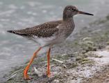 Redshank