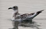 Mediterranean Gull