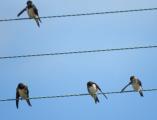 Barn Swallow