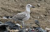 Caspian Gull