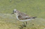 Little Stint