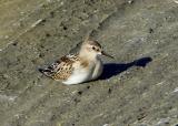 Little Stint