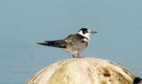 Black Tern