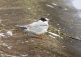 Common Tern