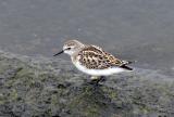 Little Stint