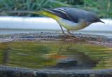Grey Wagtail