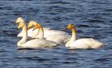 Whooper Swan