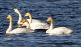 Whooper Swan