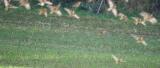 Linnet