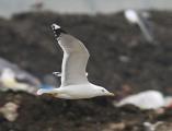 Caspian Gull