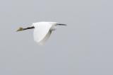 Little Egret