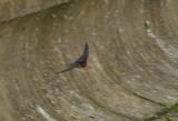 Barn Swallow
