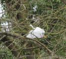 Little Egret