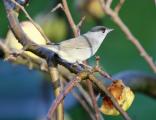 Blackcap