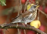 Fieldfare
