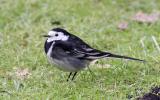White / Pied Wagtail