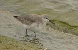 Red Knot