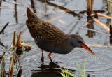 Water Rail