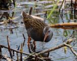 Water Rail