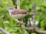 Whitethroat