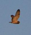 Short-eared Owl