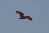 Short-eared Owl