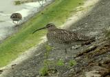Whimbrel