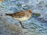 Sanderling