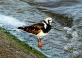 Ruddy Turnstone