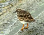 Ruddy Turnstone
