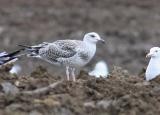 Yellow-legged Gull