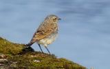 Wheatear