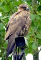 Buzzard