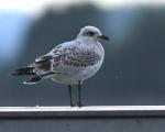 Mediterranean Gull