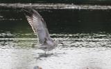 Caspian Gull