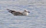 Caspian Gull