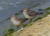 Red Knot