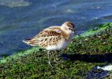 Little Stint