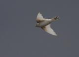 House Martin