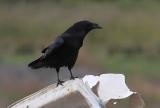 Raven