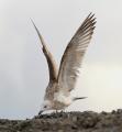 Caspian Gull