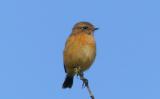 Stonechat