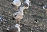 Caspian Gull