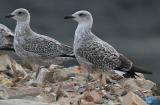 Yellow-legged Gull