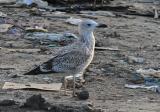 Caspian Gull