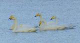 Whooper Swan