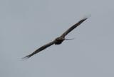 Red Kite