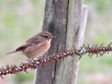 Stonechat