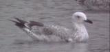 Caspian Gull