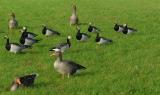 Barnacle Goose